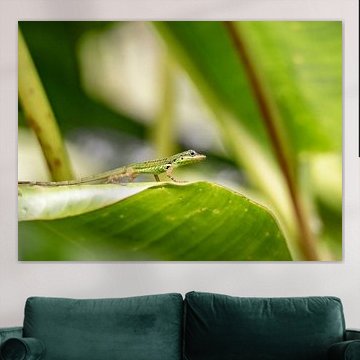 Salamander on plant in Martinique