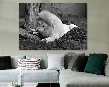 Witte leeuw in zwart wit. van Jose Lok