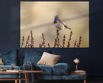 Singing bluethroat