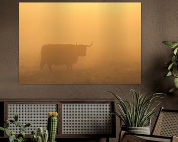 Schotse Hooglanders zonsopkomst Oudemolen - Drenthe (Nederland) van Marcel Kerdijk