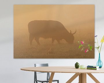 Schotse Hooglanders zonsopkomst Oudemolen - Drenthe (Nederland) van Marcel Kerdijk
