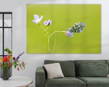 Oranjetipje op pinksterbloem