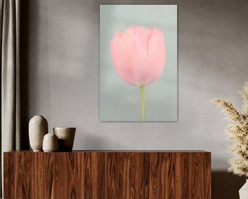 Zachte pastelkleuren: Een eenvoudige roze tulp met turquoise achtergrond van Marjolijn van den Berg