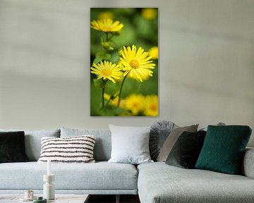 Yellow One