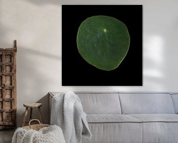 Pannenkoekenplant