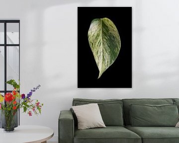 Epipremnum Marble Queen