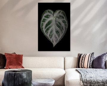 Anthurium Silver Blush