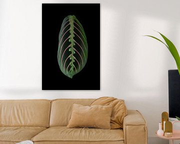 Maranta Tricolor van Anita Visschers