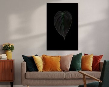 Philodendron Micans