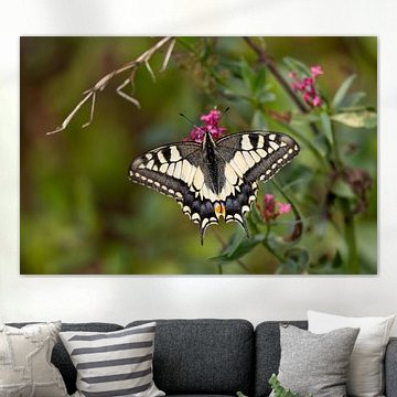 swallowtail