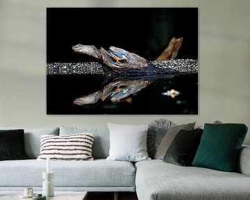 Nuthatch with beautiful reflection