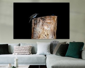 Tree creeper on a tree trunk