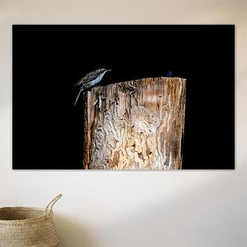 Tree creeper on a tree trunk