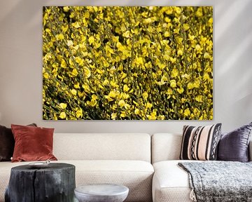 Gorse