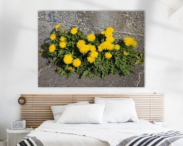Dandelion by Bo Valentino