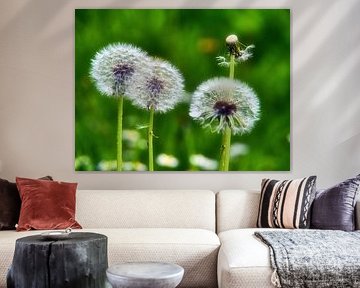 Paardenbloemen