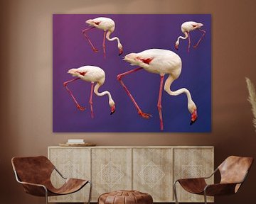 175. Flamingo’s