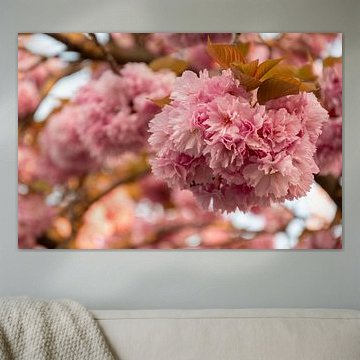 japanische Kirschblüte