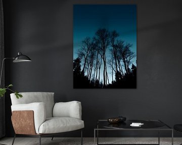 Grands arbres maigres