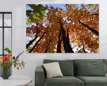 A maple plantation in autumn by Claude Laprise