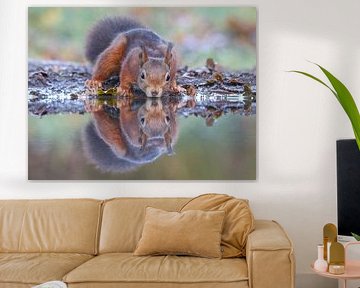 Mirrored squirrel