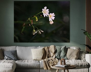 Hornblume von Rob Boon