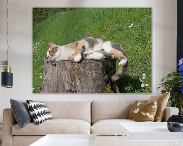 Domestic cat on a tree stump by Michael Schuppich