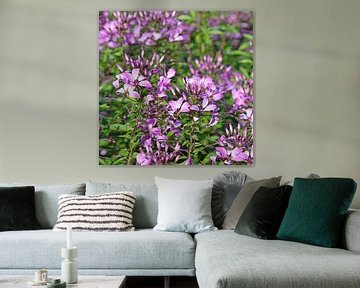 Spinbloem,Cleome spinosa