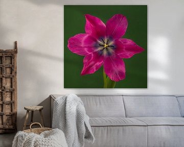Pop of colour: Een open fuchsia kleurige tulp in groen van Marjolijn van den Berg