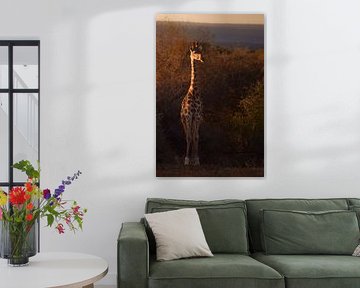 Girafe au soleil sur Tjana Photography