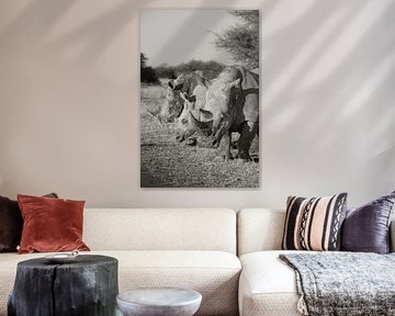 Witte neushoorns van Tjana Photography