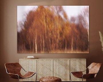 Herfst in de Hoge Venen