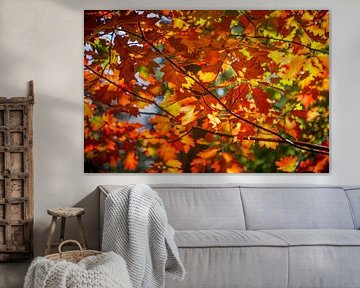 Bold colours of autumn leaves by Joyce van Dijk Fotografie