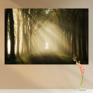 Zonnestralen tijdens een lentemorgen van Martin Podt