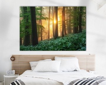 Lever de soleil dans la forêt d'ail sauvage