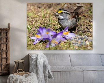 A white-throated bunting in the garden by Claude Laprise