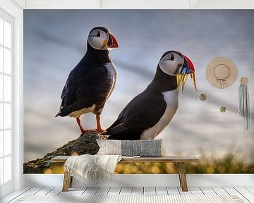 Faeröer papegaaiduikers