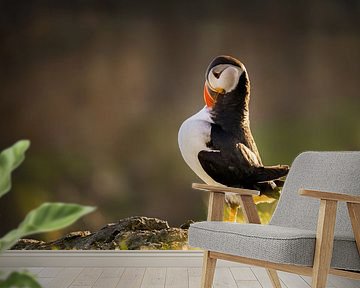 Nadenkende papegaaiduiker