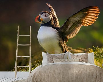 Papegaaiduiker landing