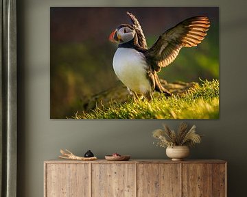 Puffin landing
