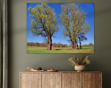 old trees in spring
