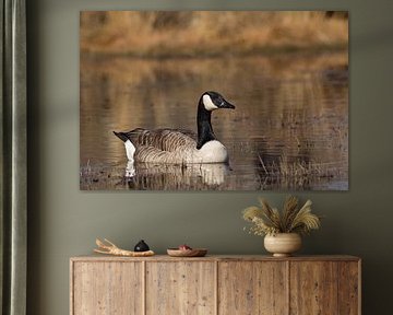 Canada goose by PK-photography