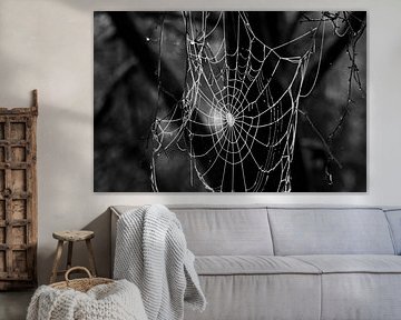 Spinneweb vol dauw.