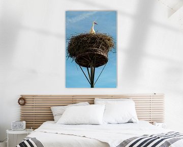 Cigogne au nid