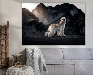 IJsland, Afghaanse Windhond bij Sólheimajökull van Traveling dogs