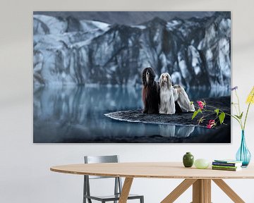 IJsland, Afghaanse Windhonden bij Sólheimajökull van Traveling dogs