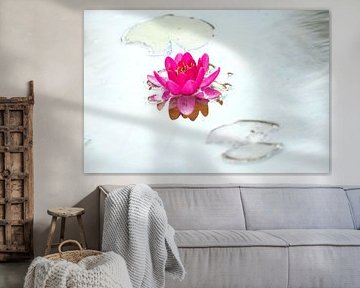 Water lily in pink