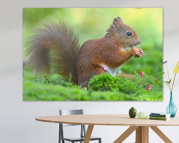 Squirrel
