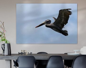 Fliegender Pelikan von John Dekker