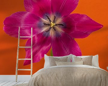 Eyecatcher Pop of Colour: Eine offene fuchsiafarbene Tulpe in Orange von Marjolijn van den Berg